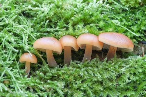 Winter Mushrooms or Enoki Mushrooms (Flammulina velutipes)