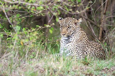 Leopard (Panthera pardus) lying under a bush