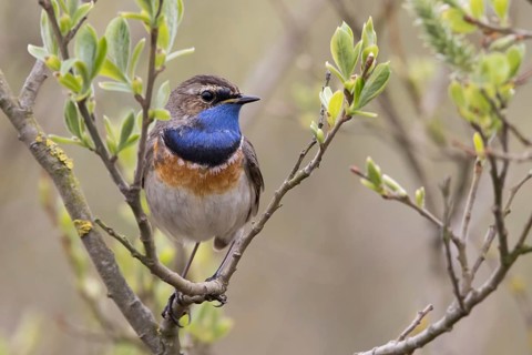 Bluethroat (Luscinia svecica) on branch