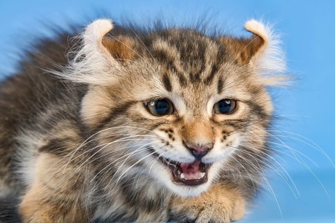 Breedcat American Curl (Felis silvestris catus)