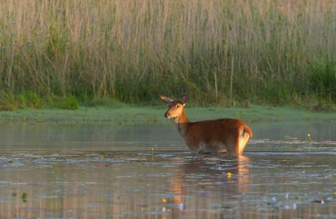 Red deer cow (Cervus elaphus)