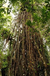 Weeping Fig (Ficus) with aerial roots in the Cocos Island National Park