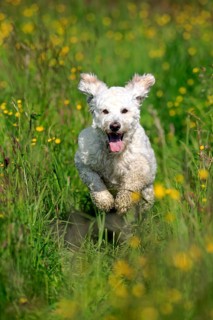 Labradoodle