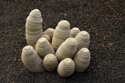 Cactus Mammillaria haageana (Mammillaria Haageana)