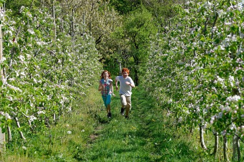 Two children running through rows of blooming apple trees