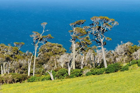 Kanuka trees (Kunzea ericoides)
