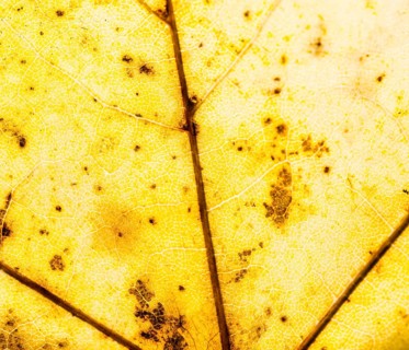 Yellow autumn leaf