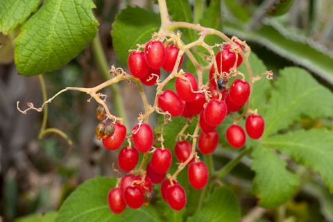Cyphostemma lanigerum (Cyphostemma lanigerum)