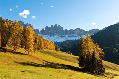 European larch (Larix decidua)
