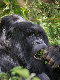 Mountain Gorilla (Gorilla beringei beringei) of the Nyakagezi group