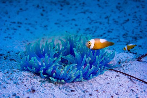 Young Saddleback Clownfish (Amphiprion polymnus)