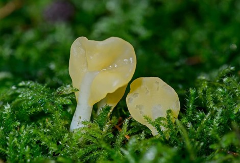 Yellow Fan (Spathularia flavida)