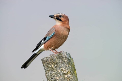 Eurasian Jay (Garrulus glandarius)