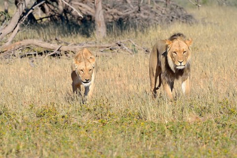 Lions (Panthera leo) couple
