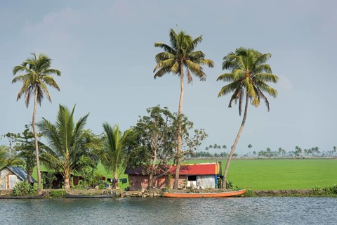 Houses and palm trees