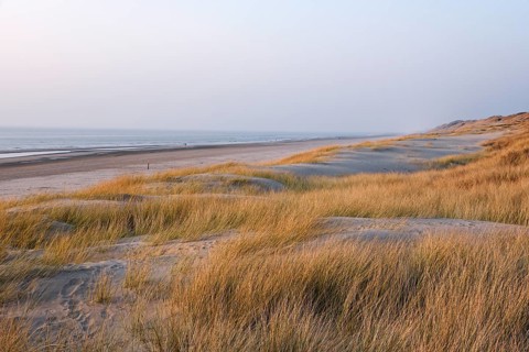 Marram grass