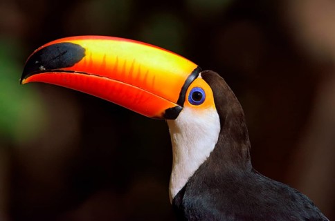 Toco toucan (Ramphastos toco)
