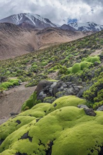 Yareta or Llareta cushion plant (Azorella compacta) growing on the slopes of the Taapaca volcano