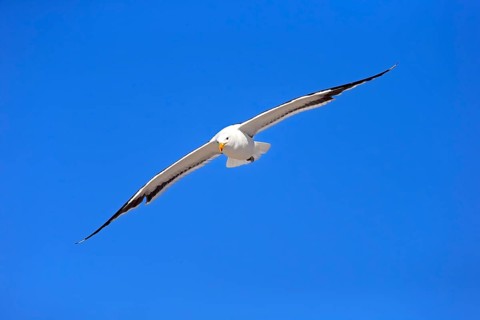 Kelp Gull (Larus dominicanus)