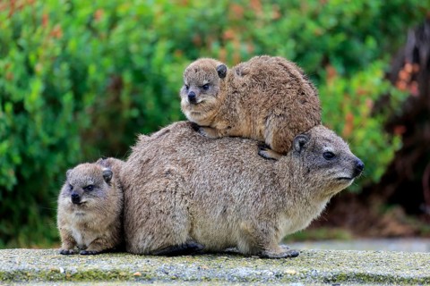 Rock Hyrax (Procavia capensis)