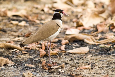Black-headed Lapwing (Vanellus tectus) standing on the ground