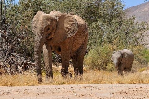 Cow and calf of the rare Namibian Desert Elephant (Loxodonta africana)