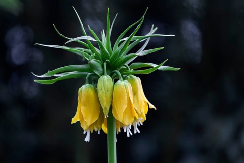Crown Imperial (Fritillaria imperialis)