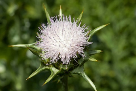 Milk Thistle (Silybum marianum)