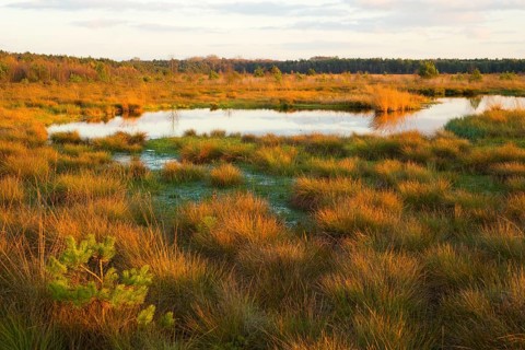 Moor in the evening light in autumn