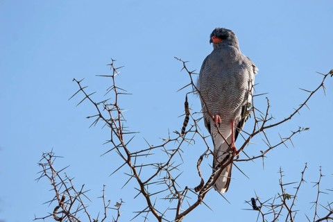 Eastern chanting goshawk (Melierax poliopterus) sitting on a dry acacia tree