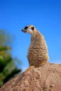 Meerkat (Suricata suricatta)