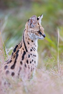 Serval (Leptailurus serval)