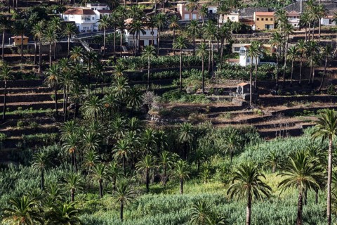 Canary Island Date Palms (Phoenix canariensis)