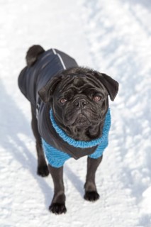 Black Pug in sweater and coat in the snow