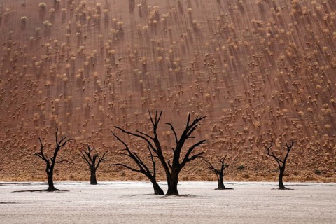 Dead Camel thorn trees (Vachellia erioloba)