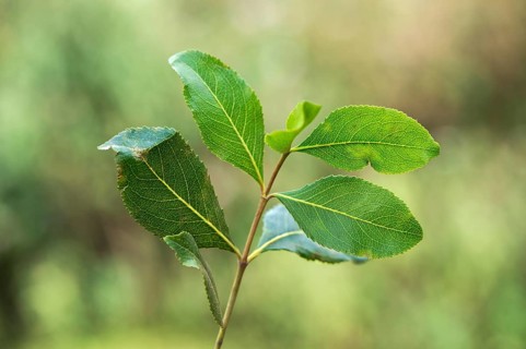 Khat plant