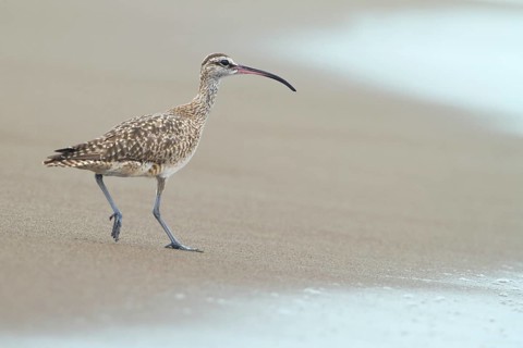 Whimbrel (Numenius phaeopus) on the beach