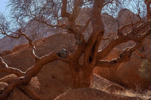 Blue-leaved corkwood (Commiphora glaucescens)