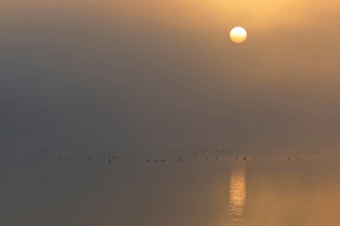 Sunrise above a lake with resting birds in the fog