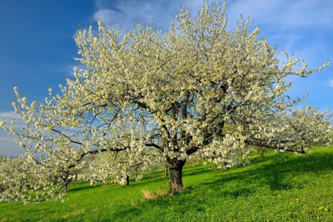 Sweet Cherry tree (Prunus avium)