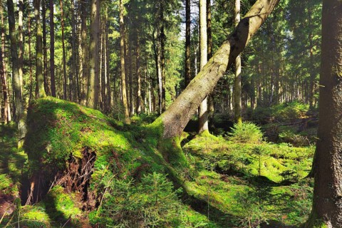 Uprooted spruce (Picea abies) after a storm