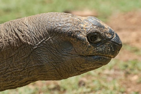 Aldabra giant tortoise (Aldabrachelys gigantea)