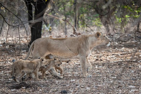 Asiatic lion (Panthera leo persica)
