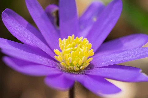 Balkan Anemone (Anemone blanda)