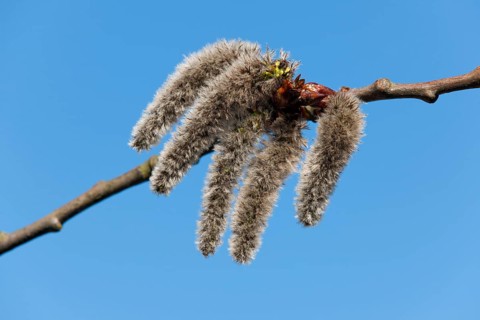 Aspen (Populus tremula)