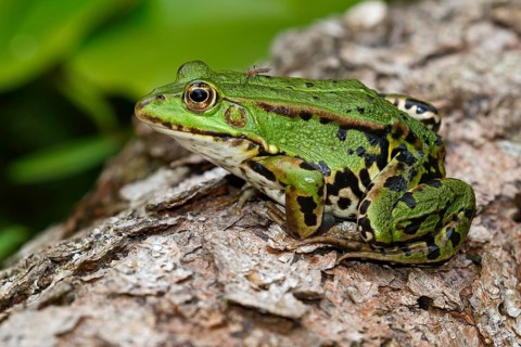 Green frog (Rana esculenta)