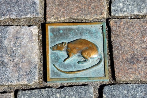 Paving stone rat