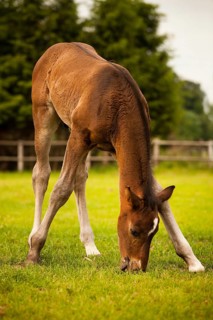 Brown foal