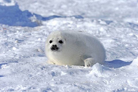 Harp Seal or Saddleback Seal (Pagophilus groenlandicus