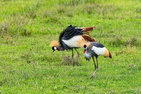 Grey Crowned Cranes (Balearica regulorum)